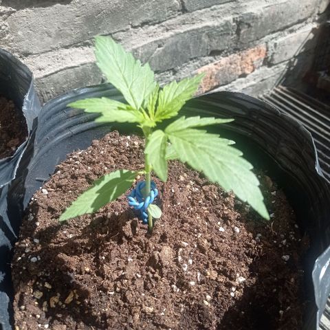 AK número 2 growlog timeline photo