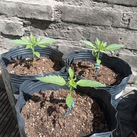 AK número 2 growlog timeline photo