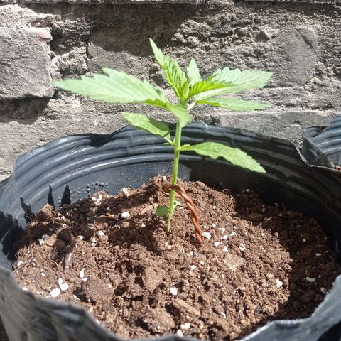 AK número 1 growlog timeline photo