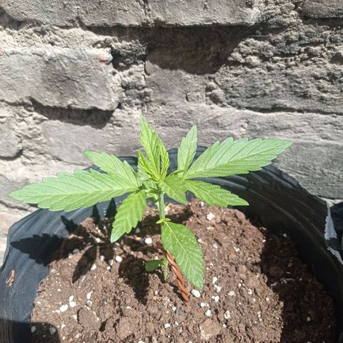AK número 1 growlog timeline photo