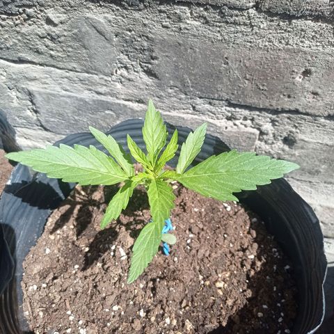 AK número 2 growlog timeline photo