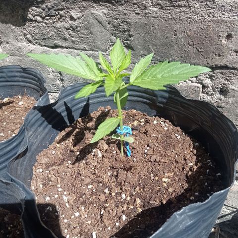 AK número 2 growlog timeline photo