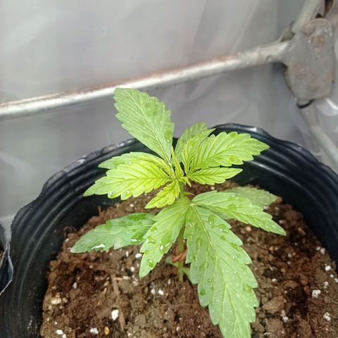 AK número 1 growlog timeline photo