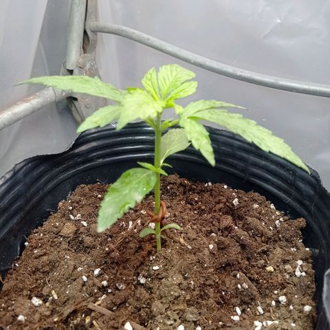 AK número 1 growlog timeline photo