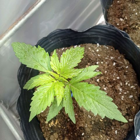 AK número 2 growlog timeline photo