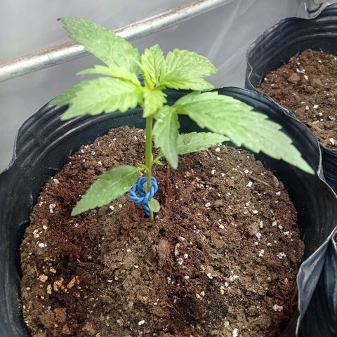 AK número 2 growlog timeline photo