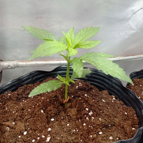 AK número 1 growlog timeline photo