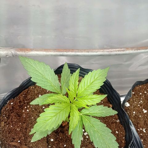 AK número 1 growlog timeline photo