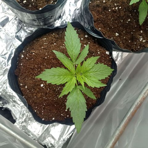 AK número 2 growlog timeline photo