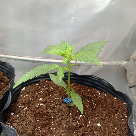 AK número 2 growlog timeline photo