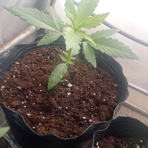 AK número 1 growlog timeline photo