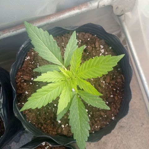 AK número 1 growlog timeline photo
