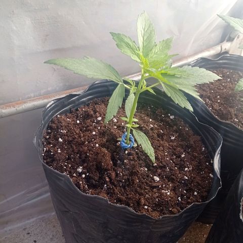 AK número 2 growlog timeline photo
