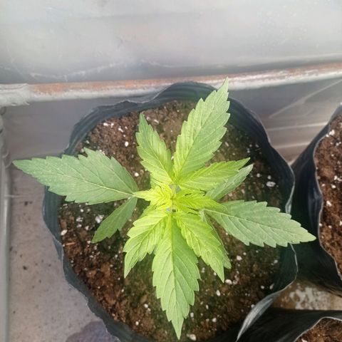 AK número 2 growlog timeline photo