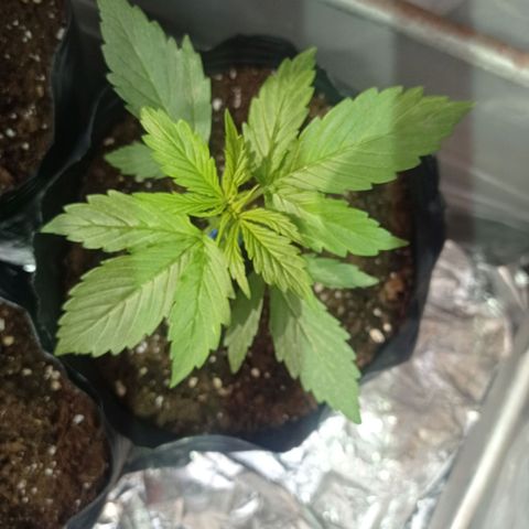 AK número 2 growlog timeline photo