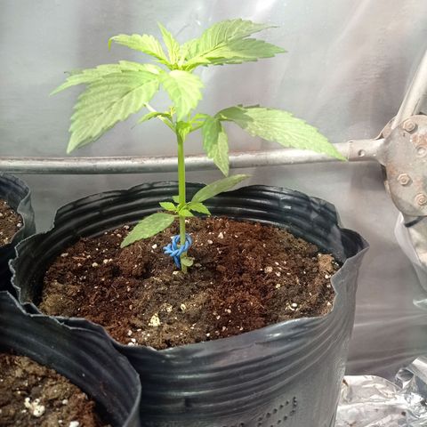 AK número 2 growlog timeline photo