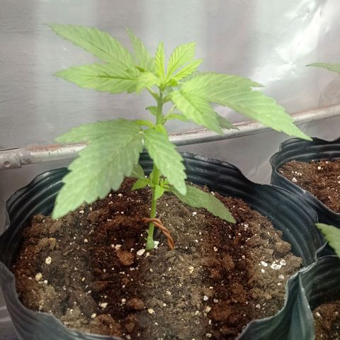 AK número 1 growlog timeline photo