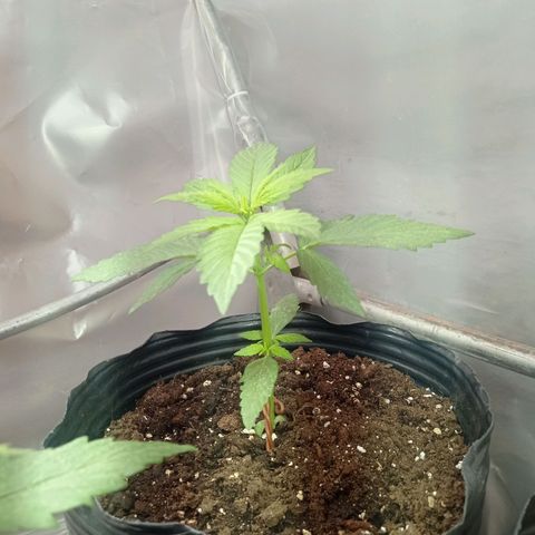 AK número 1 growlog timeline photo