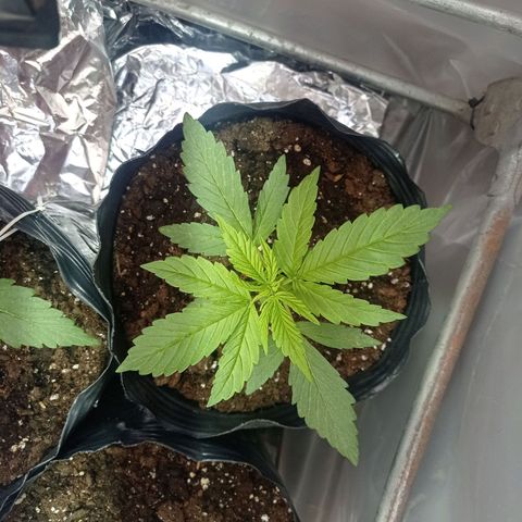 AK número 1 growlog timeline photo