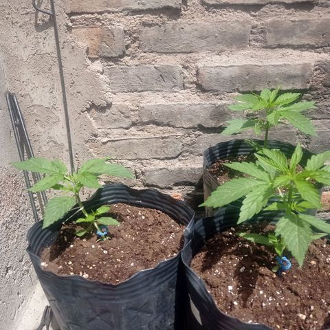 AK número 2 growlog timeline photo