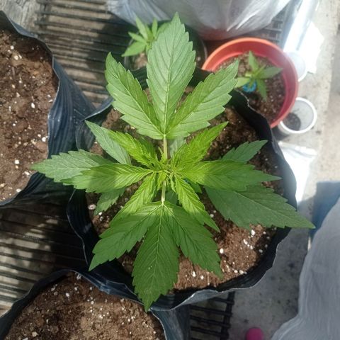 AK número 2 growlog timeline photo
