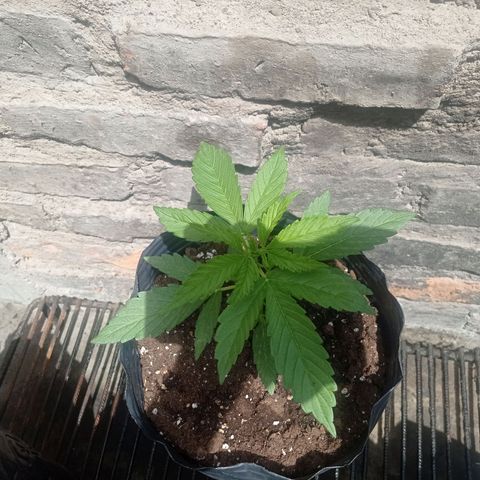 AK número 1 growlog timeline photo