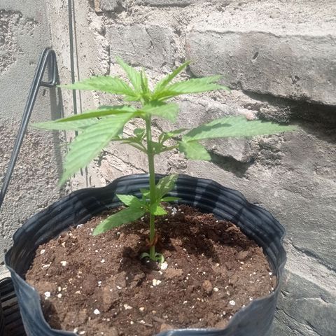 AK número 1 growlog timeline photo