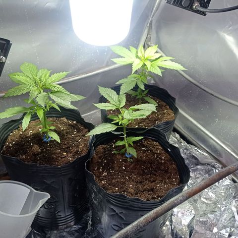 AK número 2 growlog timeline photo
