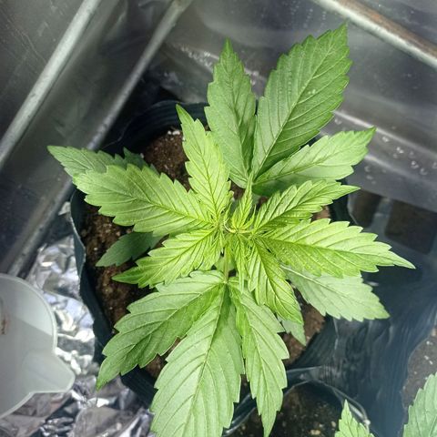 AK número 2 growlog timeline photo