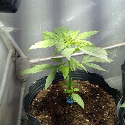 AK número 2 growlog timeline photo