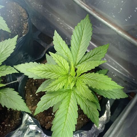 AK número 1 growlog timeline photo