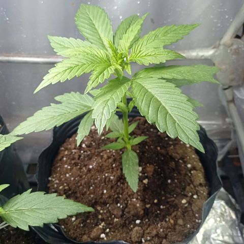 AK número 1 growlog timeline photo