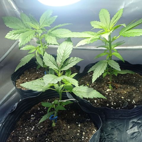AK número 2 growlog timeline photo