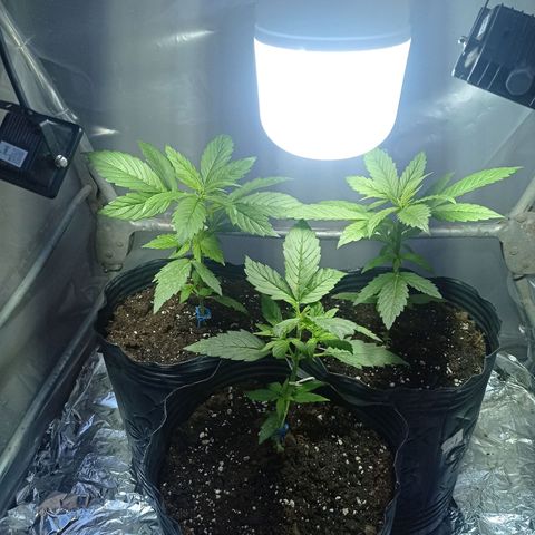 AK número 2 growlog timeline photo