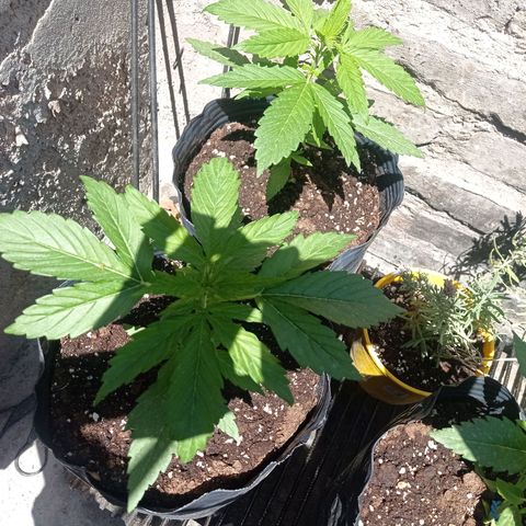 AK número 2 growlog timeline photo