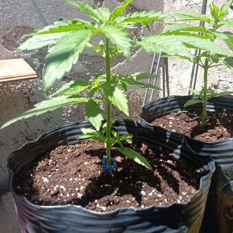 AK número 2 growlog timeline photo