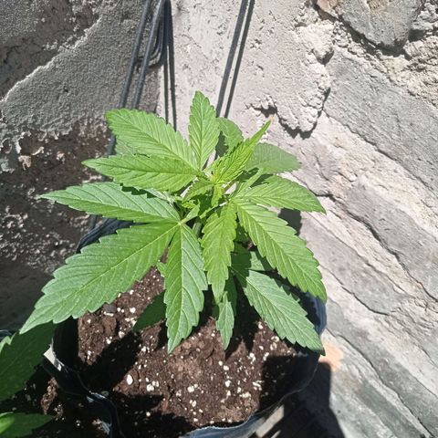 AK número 1 growlog timeline photo