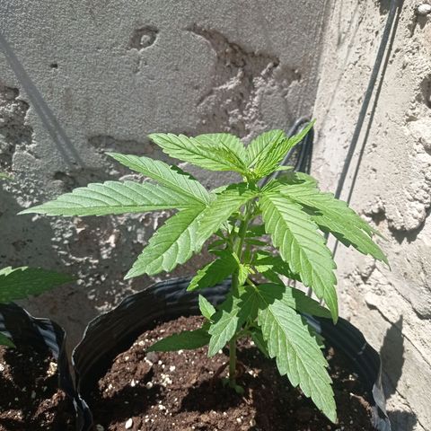 AK número 1 growlog timeline photo