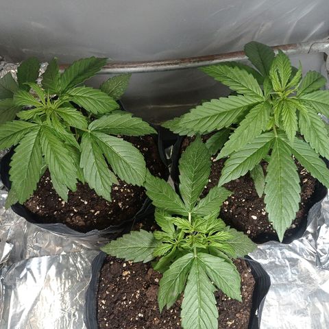 AK número 2 growlog timeline photo