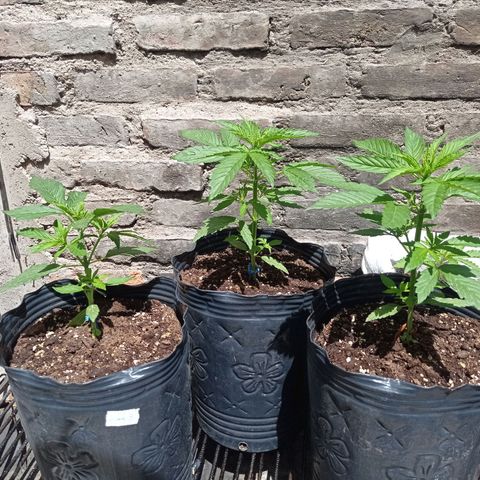AK número 2 growlog timeline photo