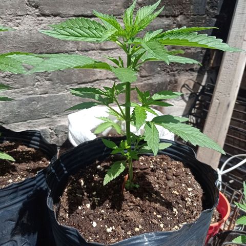 AK número 1 growlog timeline photo