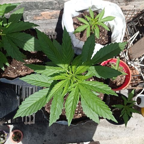 AK número 1 growlog timeline photo