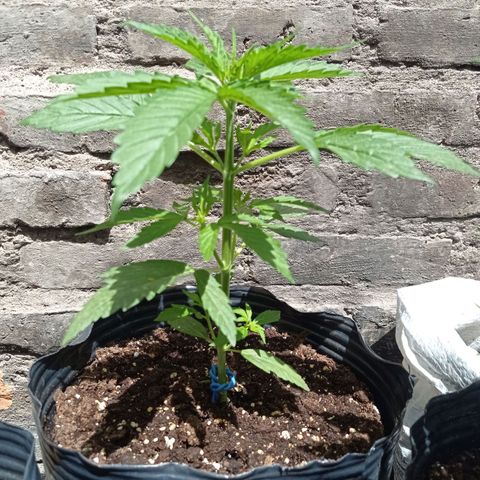 AK número 2 growlog timeline photo