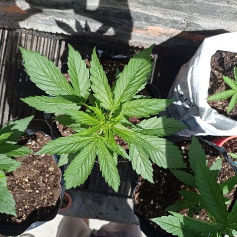 AK número 2 growlog timeline photo