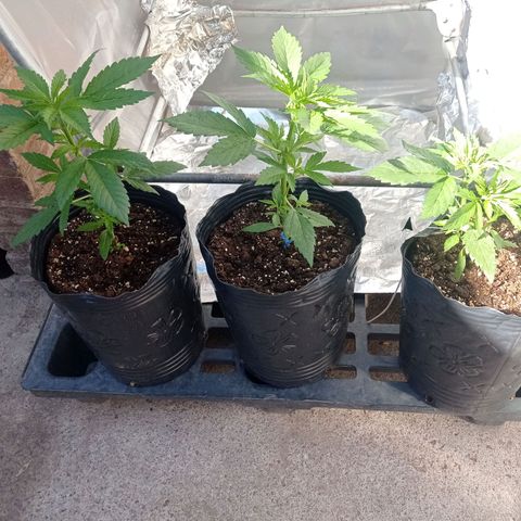 AK número 2 growlog timeline photo
