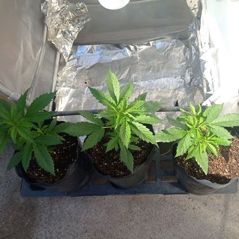 AK número 2 growlog timeline photo