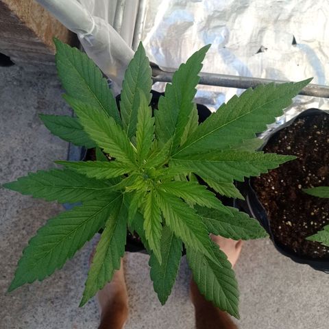 AK número 1 growlog timeline photo