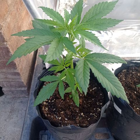 AK número 1 growlog timeline photo
