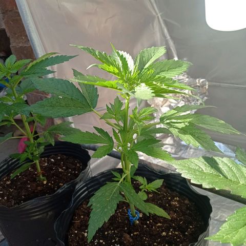 AK número 2 growlog timeline photo