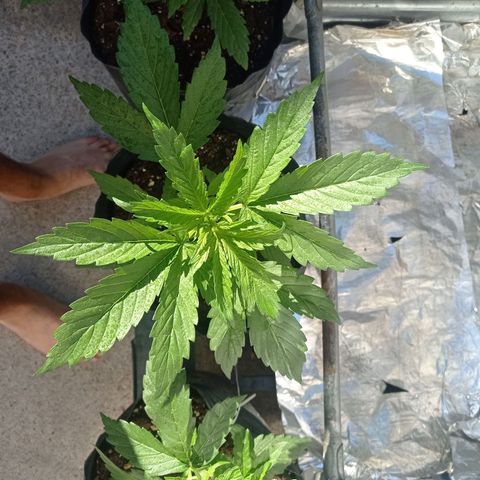 AK número 2 growlog timeline photo
